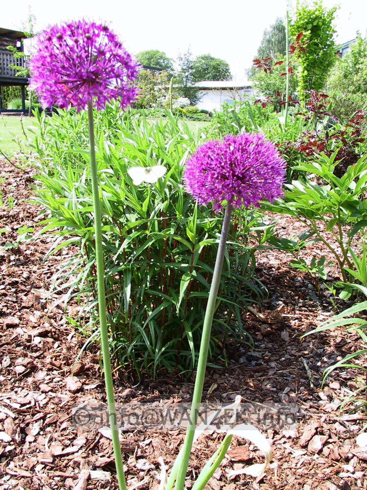 Allium aflatunense Purple Sensation6.jpg